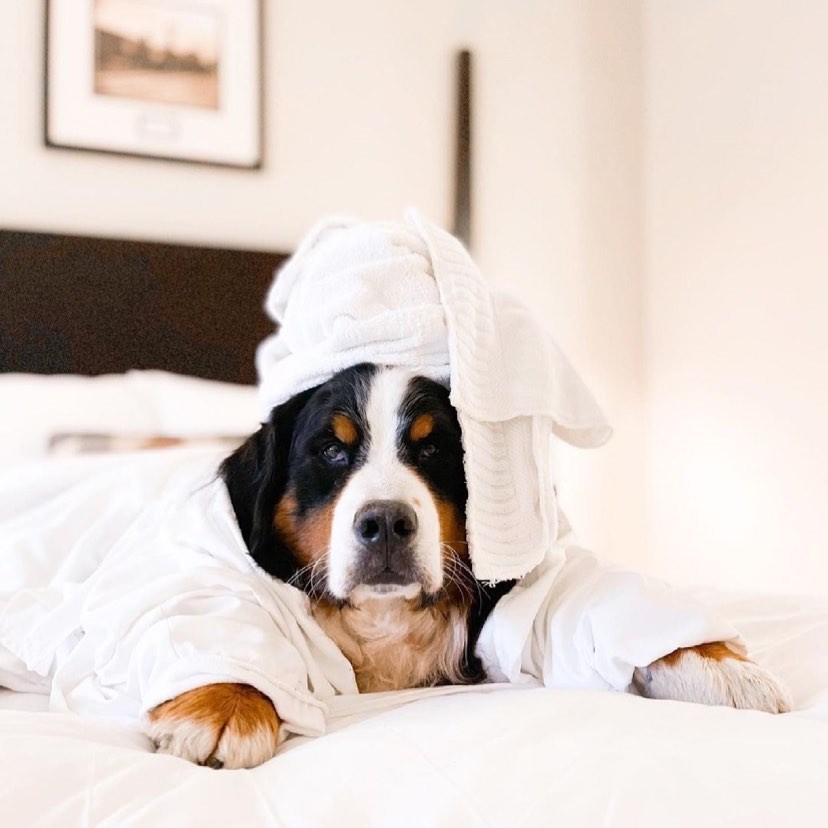 spa week instagram puppy in a robe