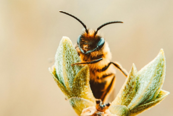 image for Honeybee Skincare + Waxing